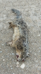 Otospermophilus beecheyi nesioticus