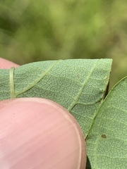 Desmodium laevigatum