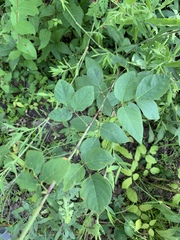 Desmodium laevigatum
