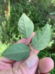 Desmodium laevigatum