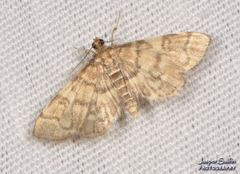 Steniini