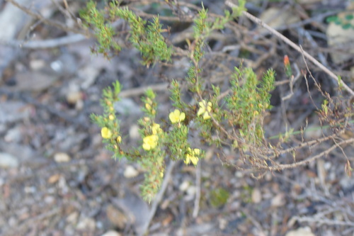 Image of Hibbertia fasciculata by (c) Rod Lowther, some rights reserved (CC BY)