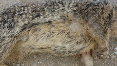 Otospermophilus beecheyi nesioticus