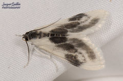 Cliniodes ostreonalis