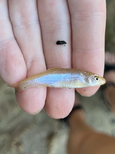 Longnose shiner (Notropis longirostris) — Cyprinidae — 2