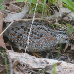 Turnix varius