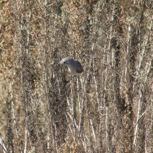 iNaturalist observation photo of Blue-gray Gnatcatcher