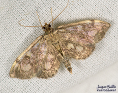 Anania coronata