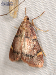 Hypsopygia thymetusalis