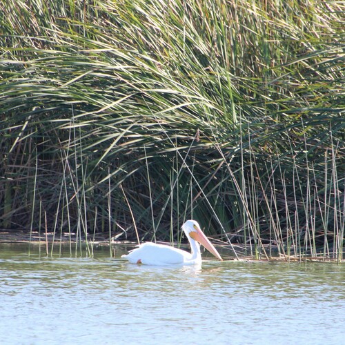 iNaturalist observation photo of American White Pelican