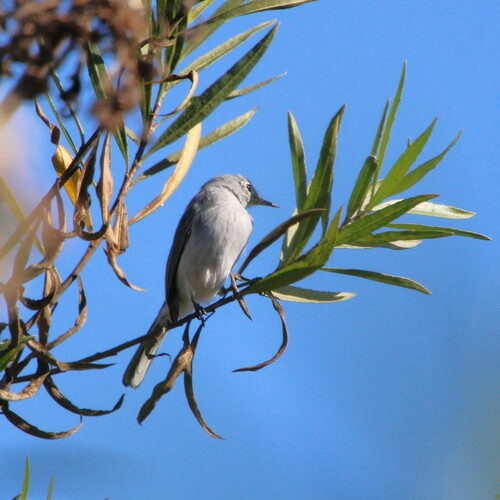 iNaturalist observation photo of Blue-gray Gnatcatcher