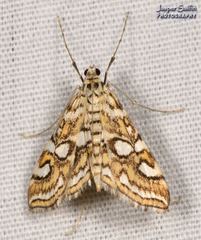 Elophila ekthlipsis