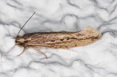 Ypsolopha sp-sw