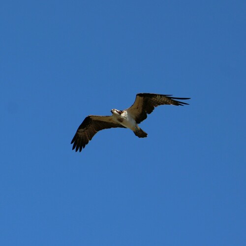 iNaturalist observation photo of Osprey