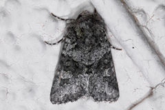 Lacinipolia strigicollis