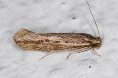 Ypsolopha sp-sw