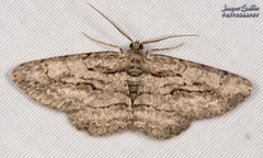 Iridopsis vellivolata