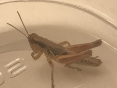 Melanoplus marginatus