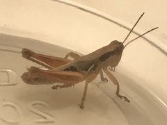 Melanoplus marginatus