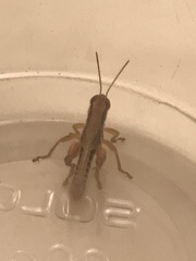 Melanoplus marginatus