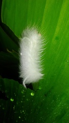Apatelodidae