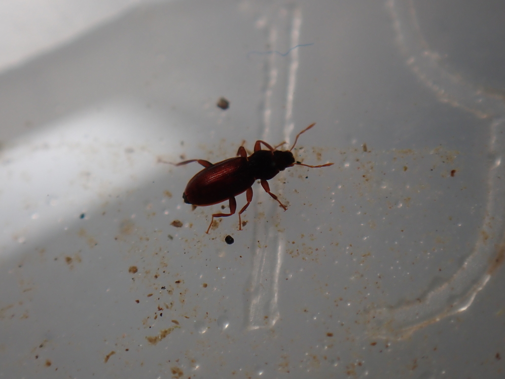 Hydraena gracilis