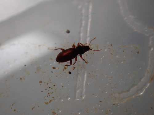 Hydraena gracilis