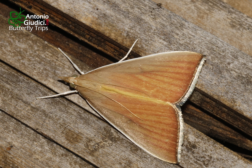 Loxoneptera crassiuncata