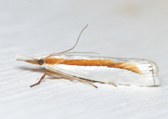 Crambus girardellus