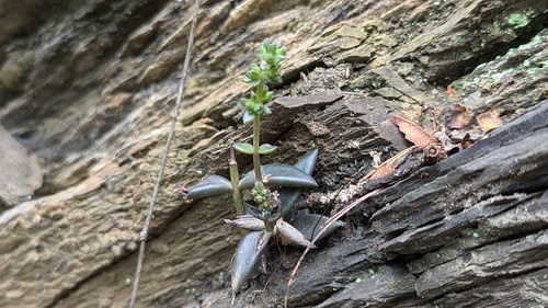 Lenophyllum acutifolium, photograph 6