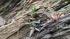 Lenophyllum acutifolium, photograph (c) Rogelio Reyna-Hernández, some rights reserved (CC BY-SA)