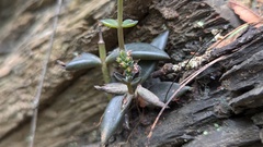 Lenophyllum acutifolium, photograph (c) Rogelio Reyna-Hernández, some rights reserved (CC BY-SA)