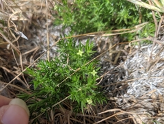 Galium andrewsii
