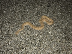 Crotalus oreganus concolor