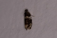 Olethreutes fasciatana