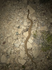 Crotalus oreganus concolor