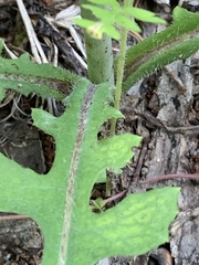 Lactuca hirsuta