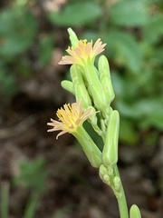 Lactuca hirsuta