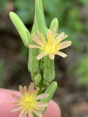 Lactuca hirsuta