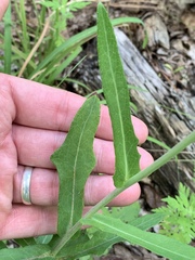 Lactuca hirsuta