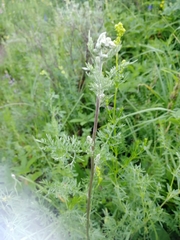 Artemisia tanacetifolia