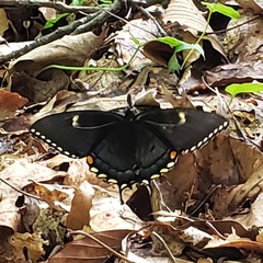Papilio glaucus glaucus