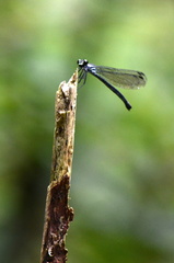 Bayadera brevicauda