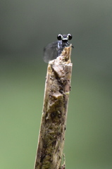 Bayadera brevicauda