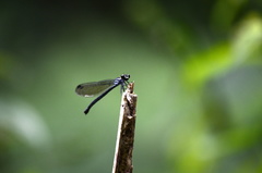 Bayadera brevicauda