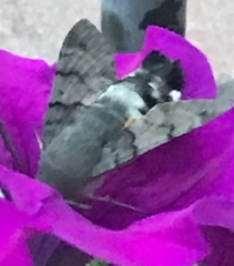 Macroglossum stellatarum