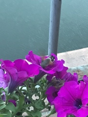 Macroglossum stellatarum