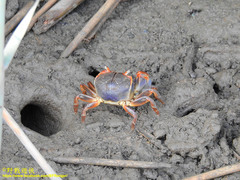 Chasmagnathus convexus