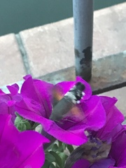 Macroglossum stellatarum