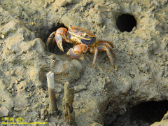 Chasmagnathus convexus